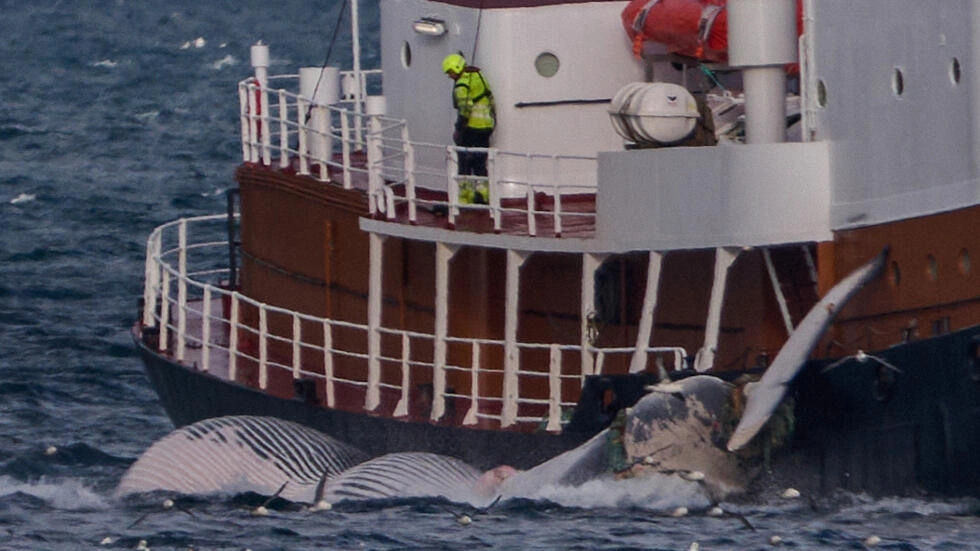 Islandia suspende la caza de ballenas por el bienestar animal