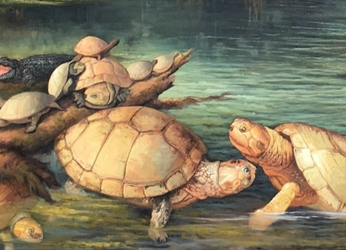 Descubrimiento de fósiles de tortuga en Colombia de 57 millones de años ayudan a reconstruir el pasado acuático del norte de Sudamérica