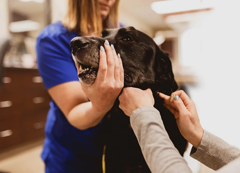 Estudio revela que solo el 49 % de los veterinarios siente que su profesión es valorada