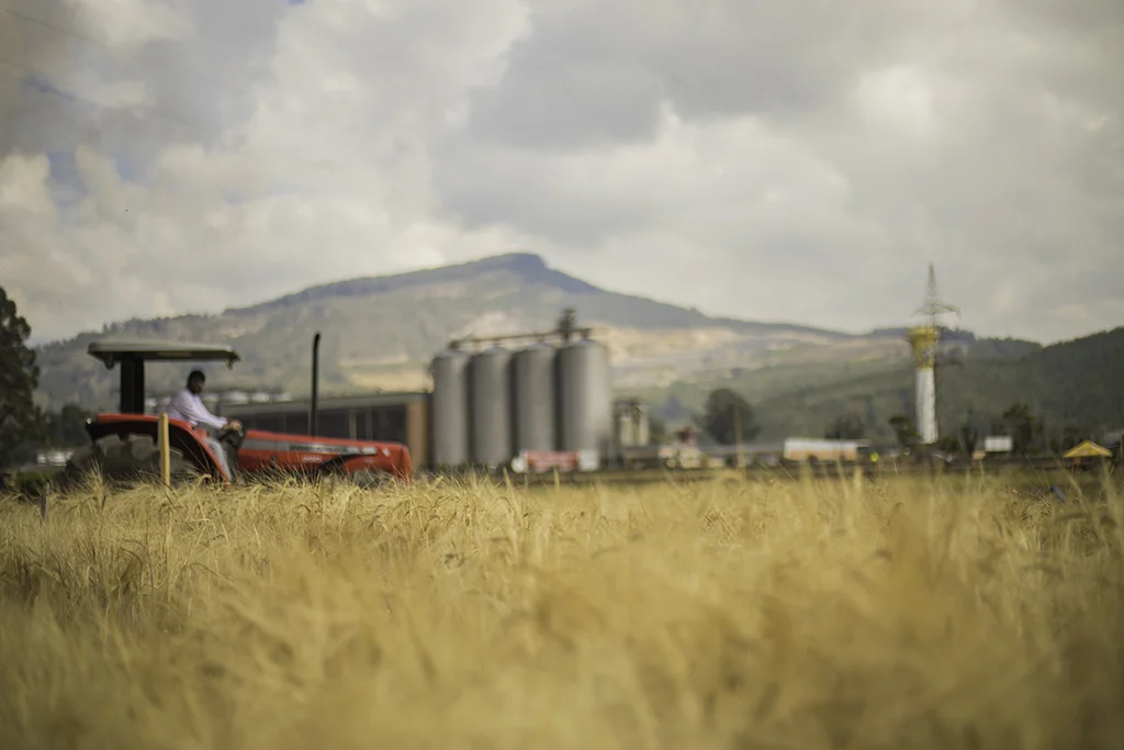 Convocatoria abierta: Bavaria busca 300 agricultores de cebada para incluir en su proceso cervecero