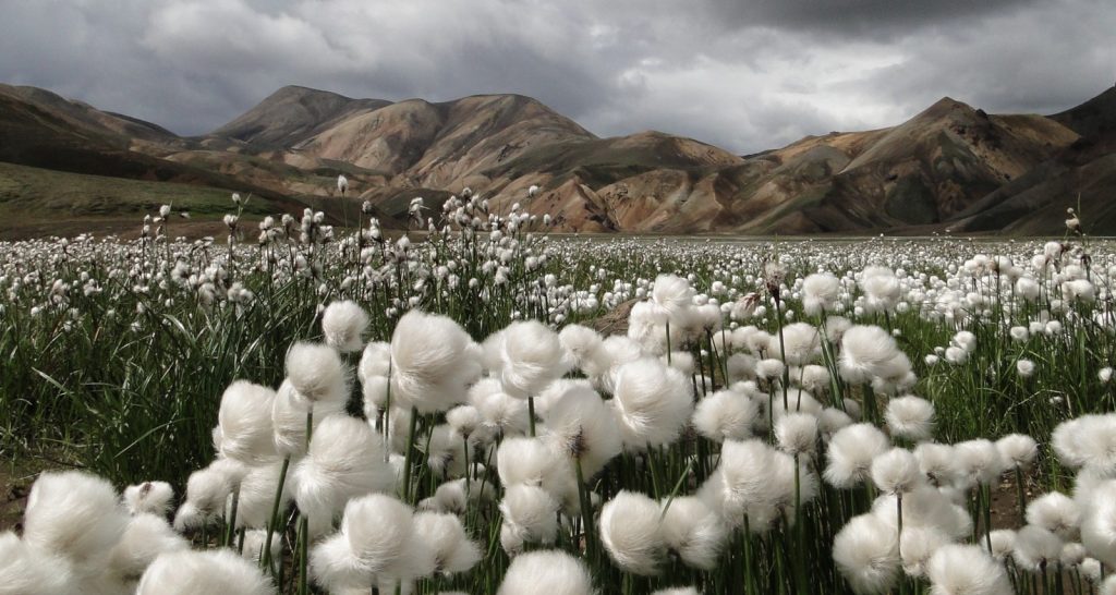 Compra productos orgánicos certificados