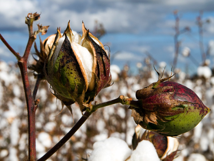 ¿Cuál es el cultivo más contaminante del planeta? Puede que lo lleves puesto.
