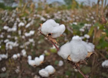 Algodón sostenible: primer paso hacia la moda consciente y...
