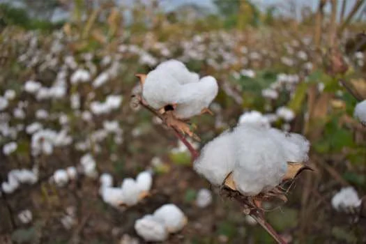 Algodón sostenible: primer paso hacia la moda consciente y responsable