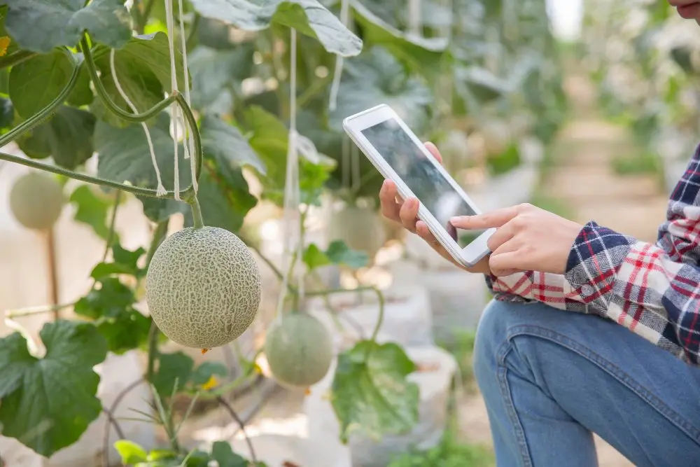 granjero tableta trabajar huerto hidroponico organico invernadero agricultura inteligente granja concepto tecnologia sensores mano granjero usando tableta controlar temperatura b6f53