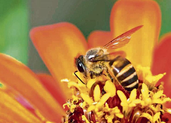 ¿Por qué sin las abejas no podríamos sobrevivir en la Tierra? Esta...