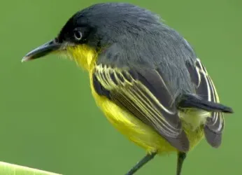 Escuchar el canto de los pájaros reduce el estrés y mejora la...