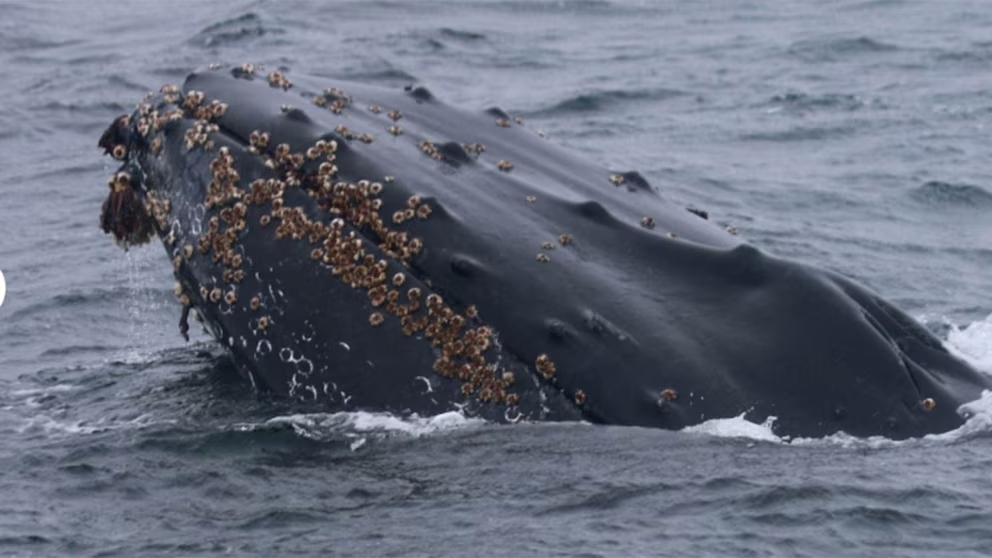 Ballena01 7578f