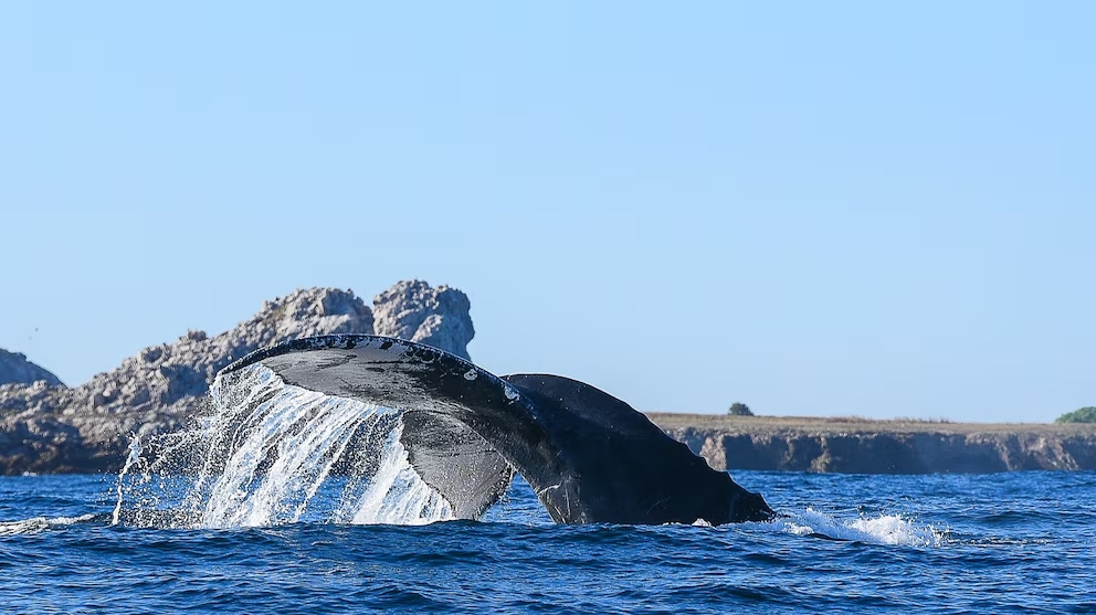 Ballena02 be1a4