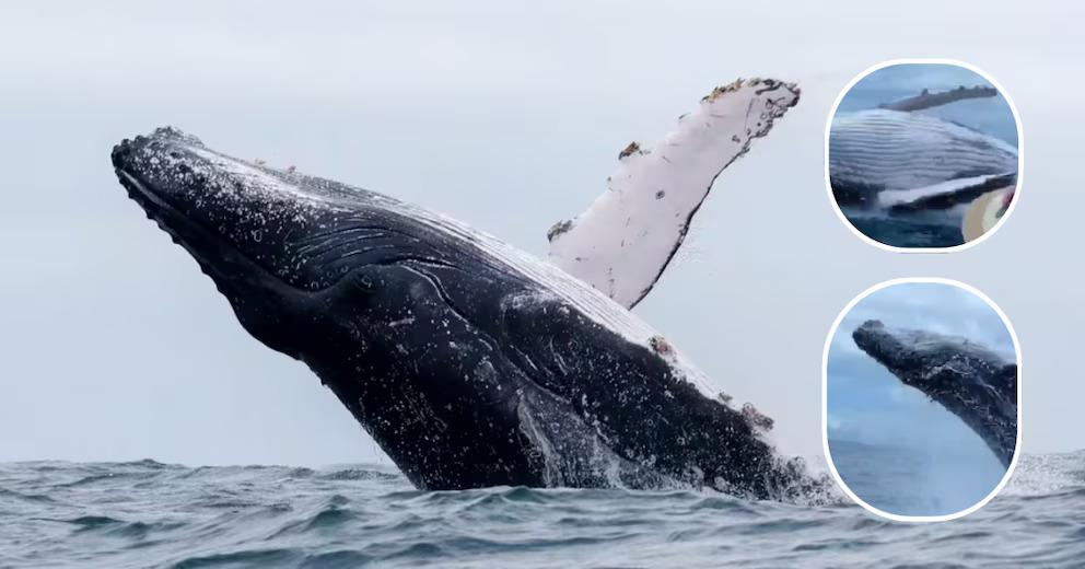 Ballena03 472ba