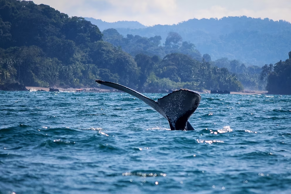 Ballena04 65fcf