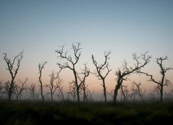 Deforestación en Colombia: el retroceso ambiental que enciende las...