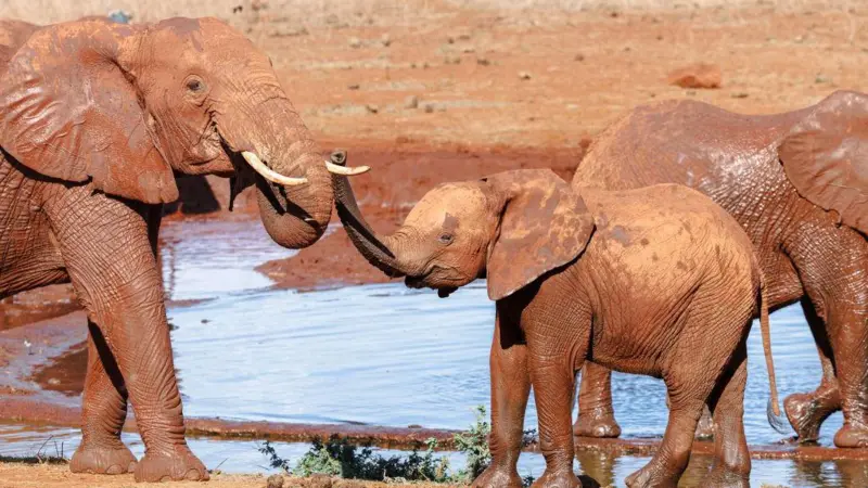 Elefante1 09781