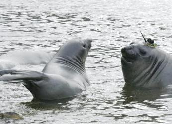 ¿Qué revela el monitoreo satelital de elefantes marinos sobre el...