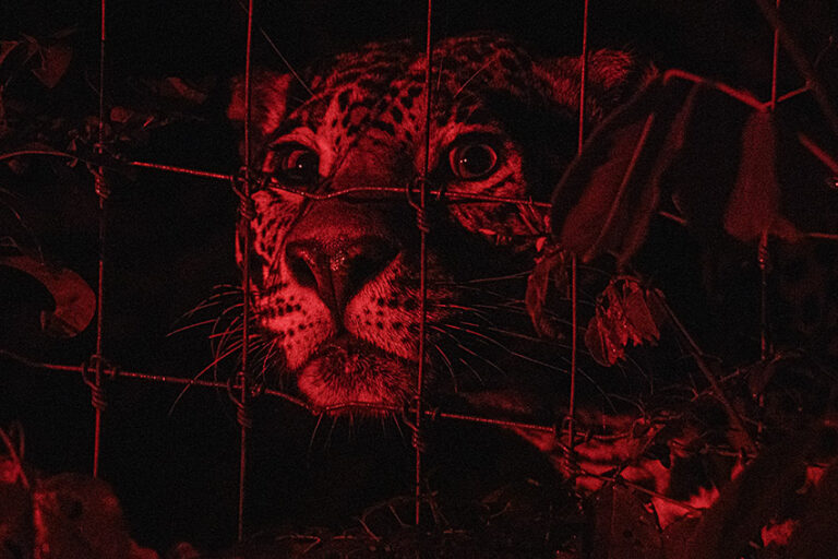 Gatos silvestres Colombia Mexico Argentina Guatemala no tienen estadisticas detalladas del trafico Foto cortesia Christian Gutierrez 768x512 56f22