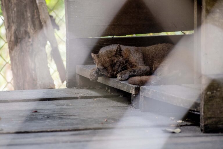 Gatos silvestres yaguarundi Herpailurus yagouaroundi cuerpo cafe alargado cabeza pequena Foto cortesia Christian Gutierrez 768x512 a3490