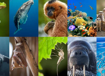 Cómo la IA de DeepMind ayuda a salvar especies en peligro mediante...