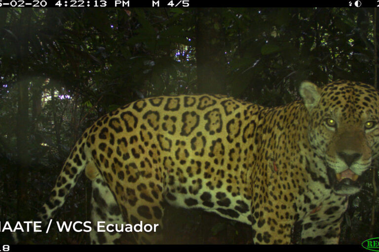 Jaguar morona 1 768x512 b9d2a