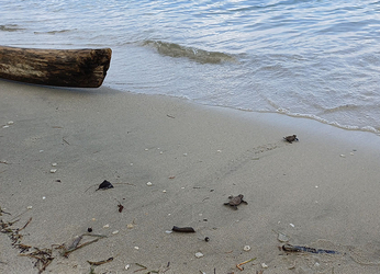 Una alianza por la conservación de las tortugas marinas en las...