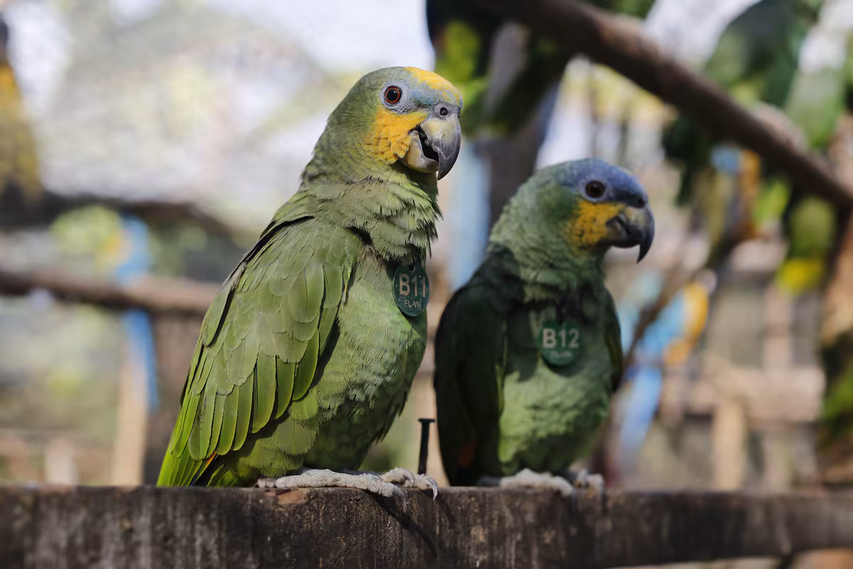LORO1 24acd
