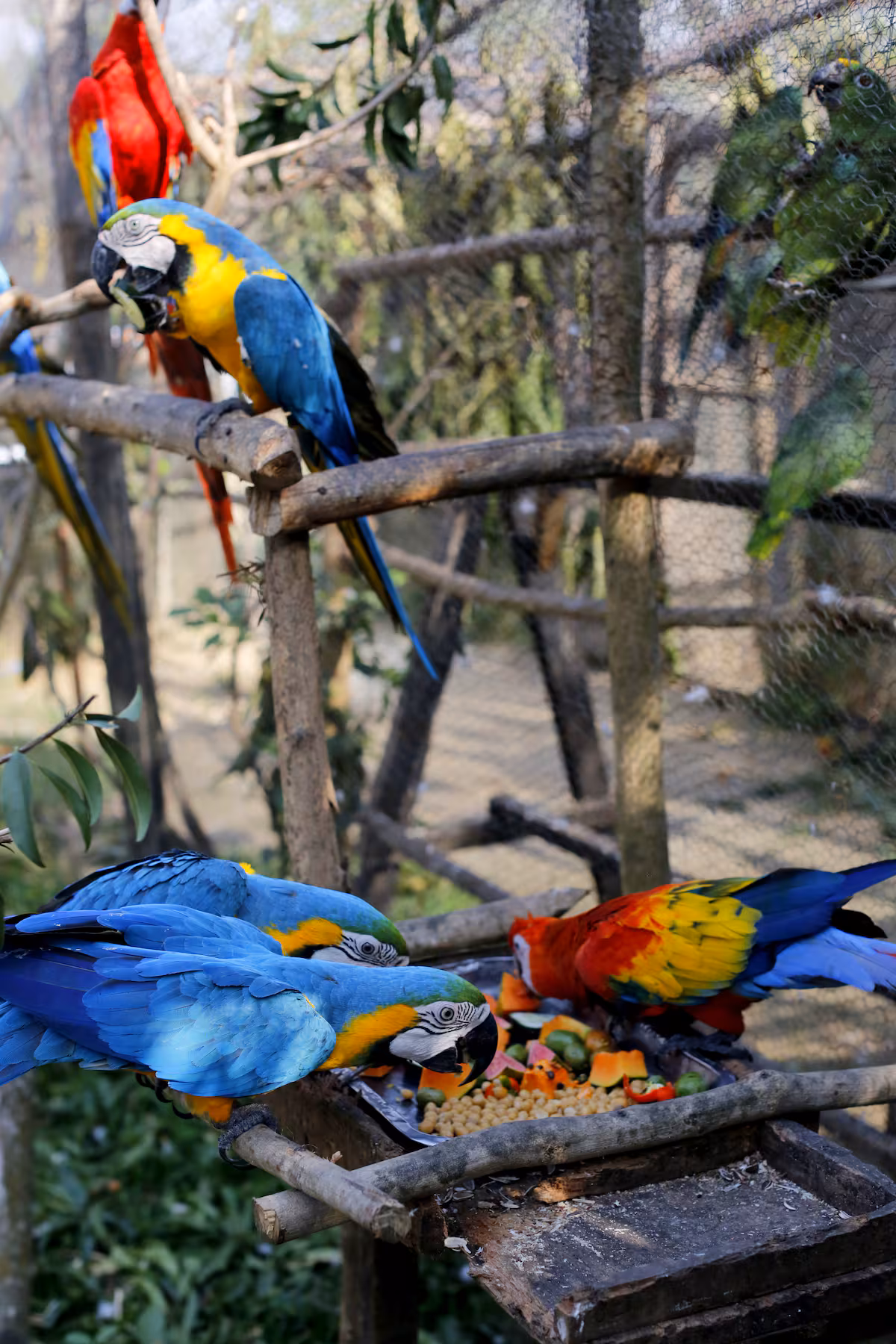 Loro 14 71a46
