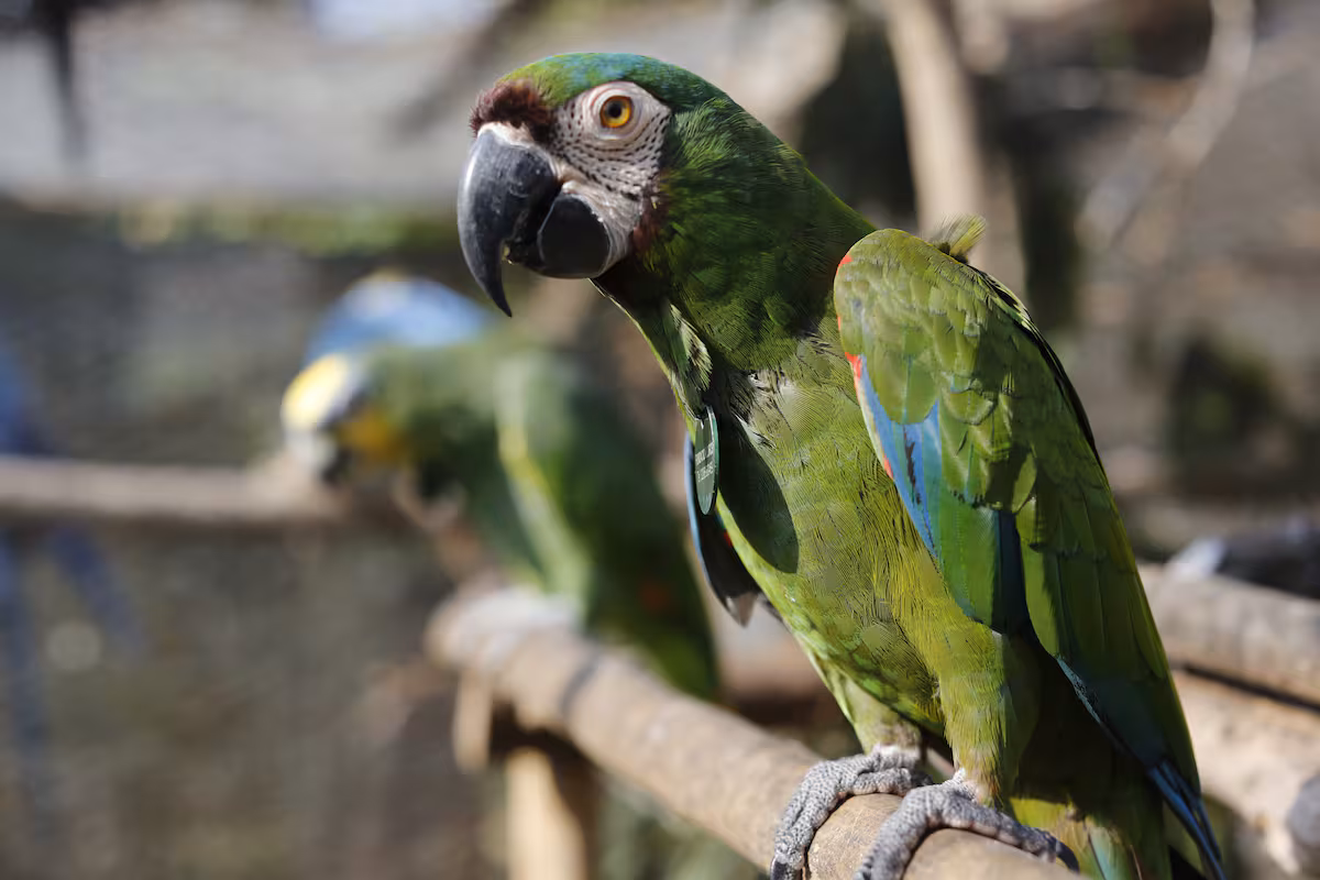 Loro 4 c1d70