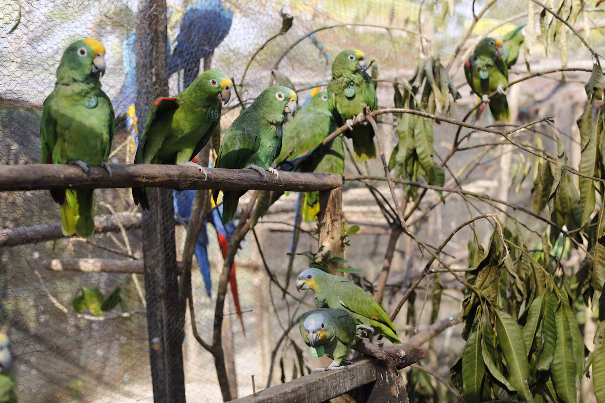 Loro 6 6b950