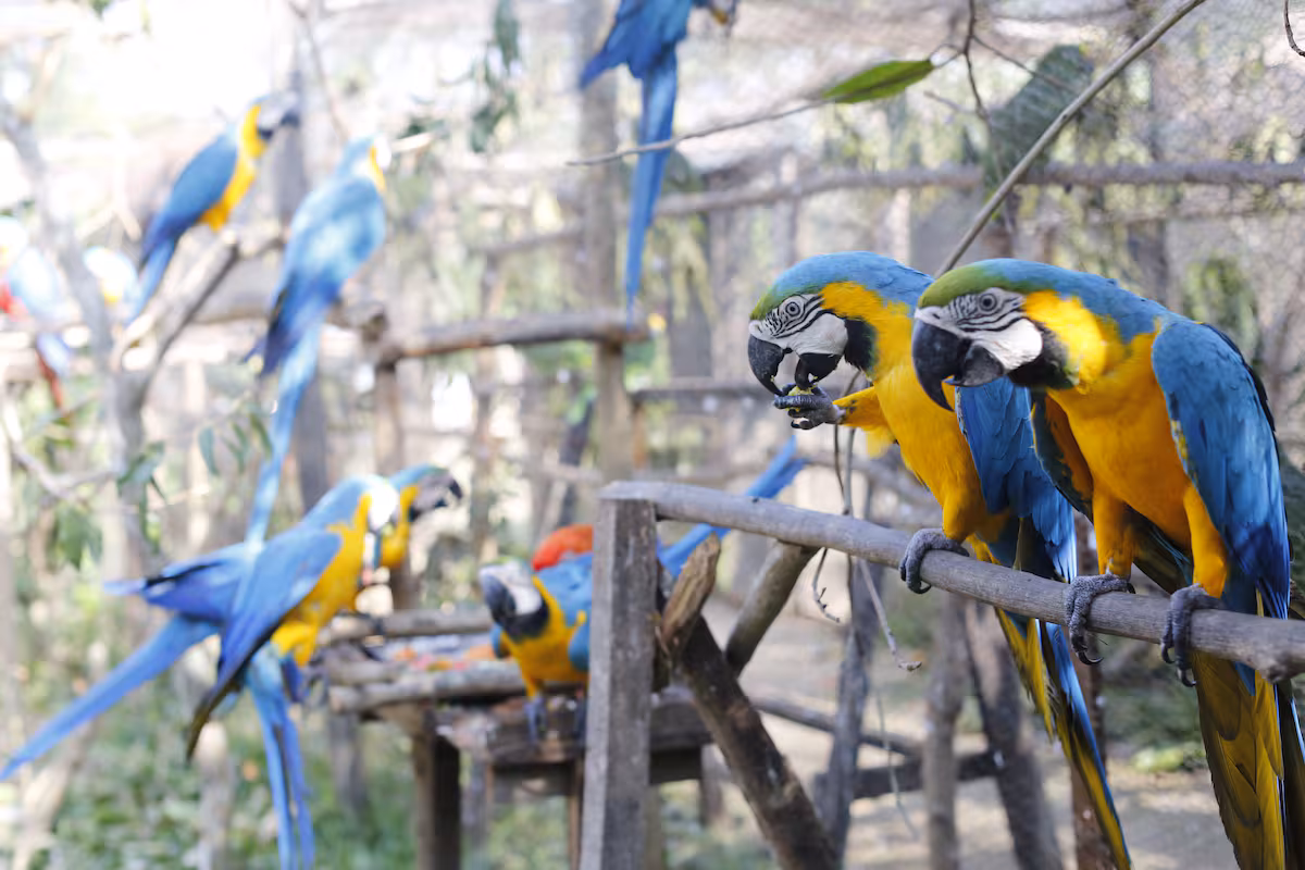 Loro 9 49941