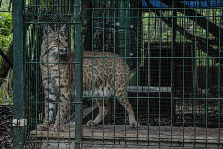 Mexico 5 Mitsuo se deja inyectar y revisar por veterinaria Alondra Foto Lizeth Ovando 768x512 48af7