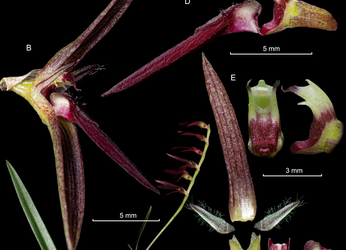 ASI, descubre nueva especie de orquídea en Colombia.