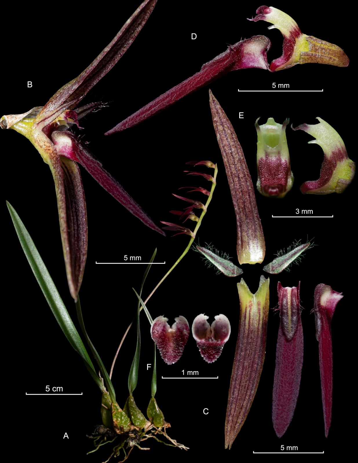 Orquidea fb219