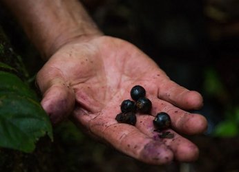 Putumayo: territorio clave para la bioeconomía y la sostenibilidad