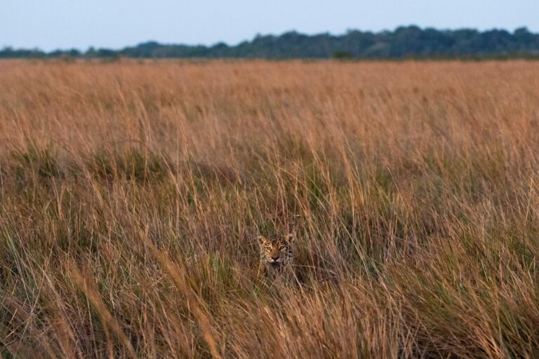SAGUAA A WILD JAGUAR OF THE IBERA WETLANDS Sebastian Navajas 768x512 edfb0