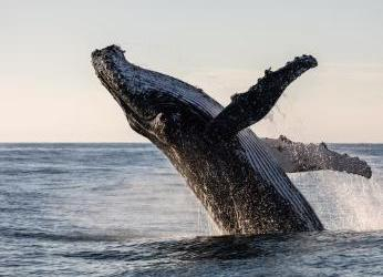 Cuatro comunidades promueven el cuidado y avistamiento sostenible...