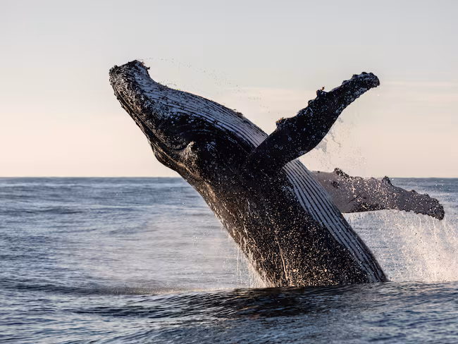 TISBTKG2Q5AFBB5EVOENHOCT5Q 5b0ee