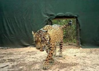 Investigan en Argentina desaparición de jaguar reintroducido en El...