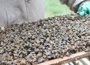 “Divinas y aladas”: la conservación y cuidado de las abejas en...