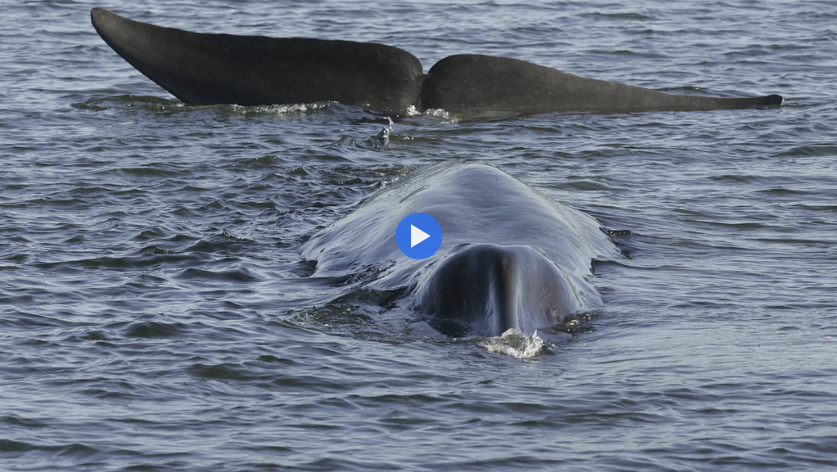 ballena b1bf1