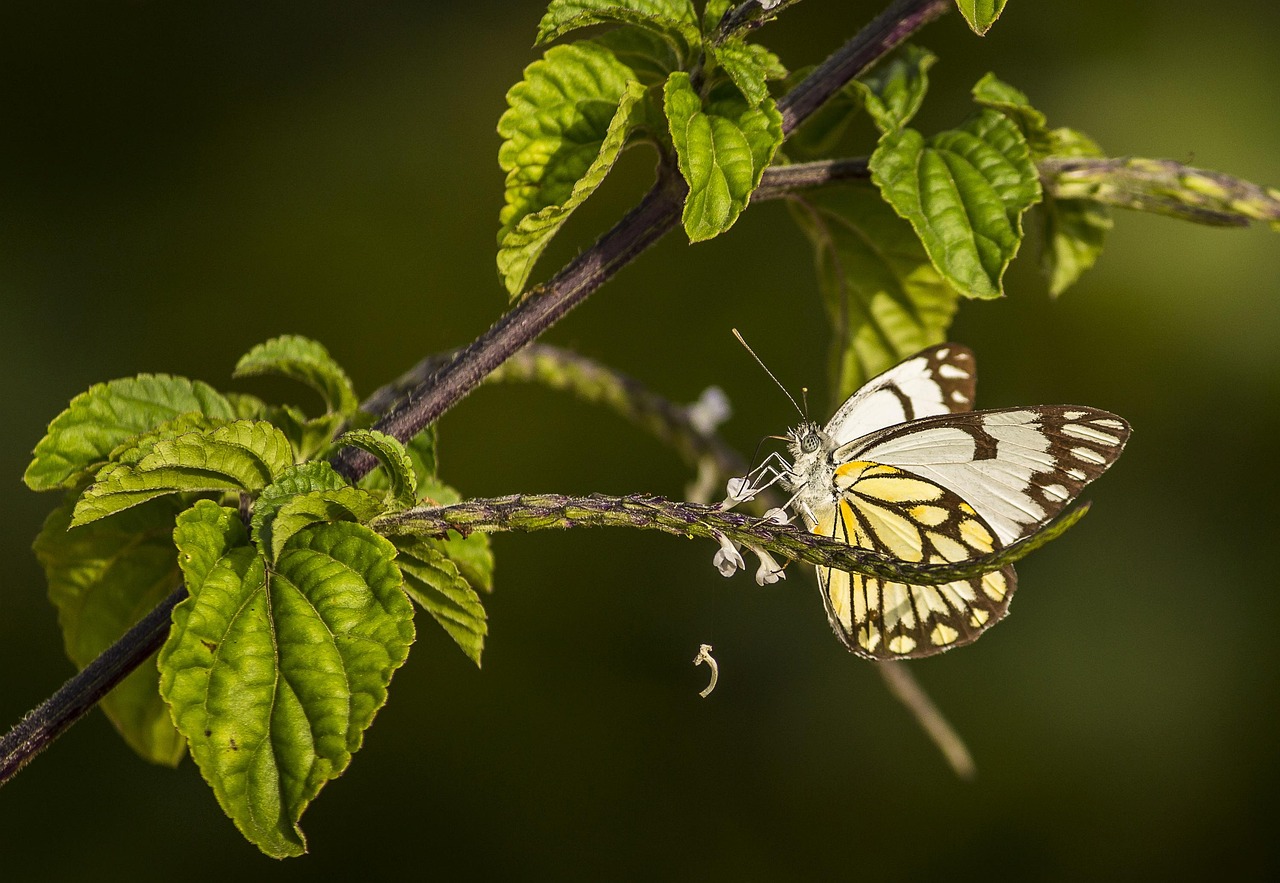butterflies 7242320 1280 12f7e
