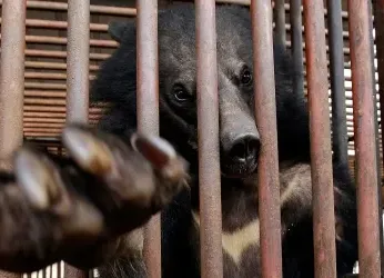 Corea del Sur dejará de criar osos para extraer su bilis, pero...