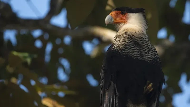 BANCO DE HÁBITAT: MÁS DE $7.300 MILLONES DE COMPENSACIÓN AMBIENTAL INVERTIDOS EN 205 HECTÁREAS PARA PROTEGER LA FAUNA Y FLORA DE LOS LLANOS