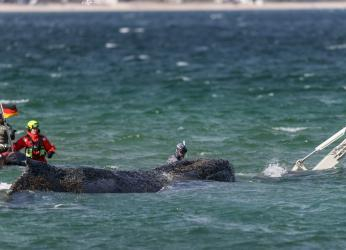 La ballena jorobada Timmy será convertida en biocombustible tras...