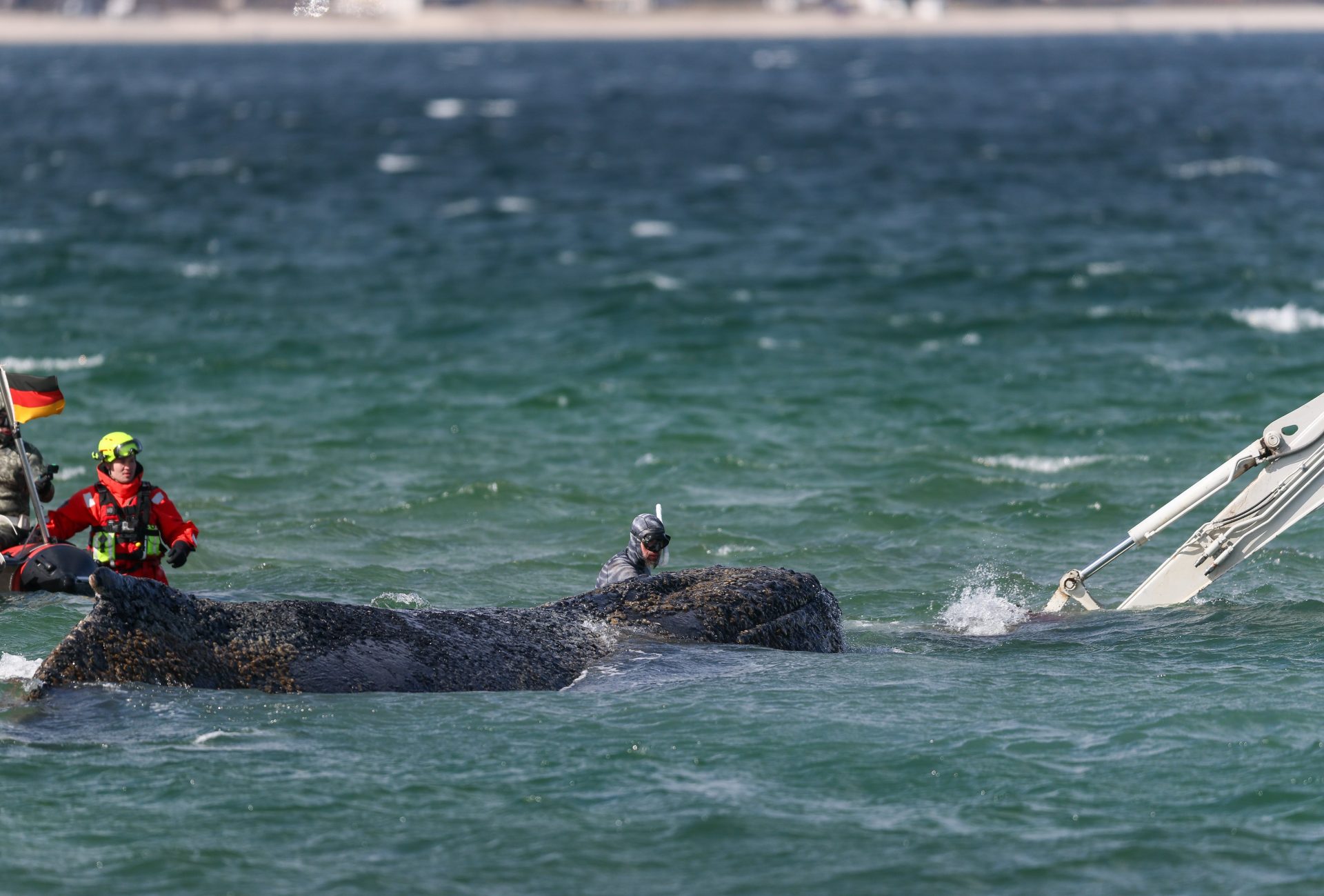 EPA3238 GERMANY WHALE RESCUE d9364