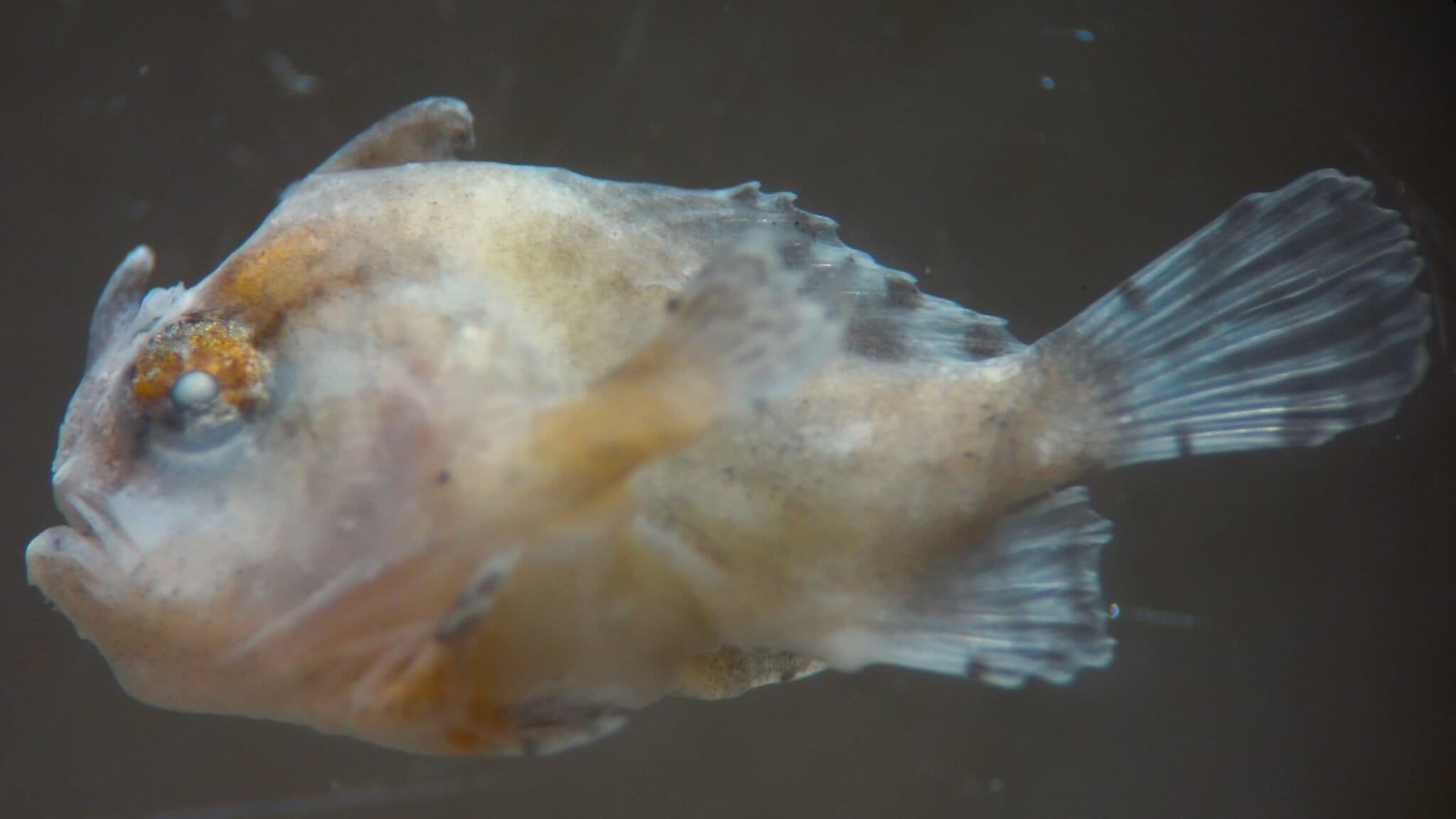 Foto Jose A. Cohuo PNAX Pez sargazo ECO 10 2020 2048x1152 f35de