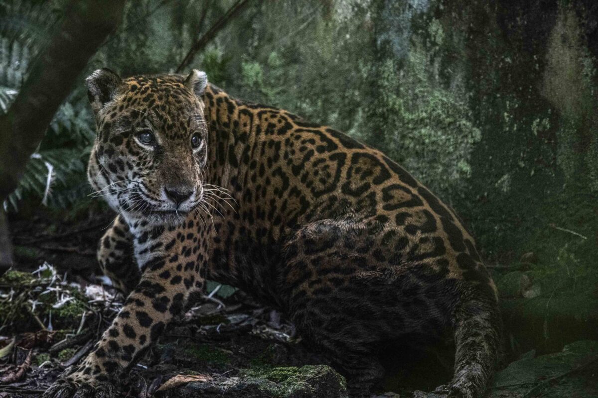 Peru 1 Prince Jaguar centro de rescate Pilpintuwasi Foto Max Cabello 1200x800 484c7