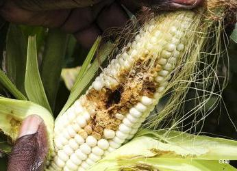 Cultivos sanos, alimentos seguros: la bioseguridad vegetal empieza...