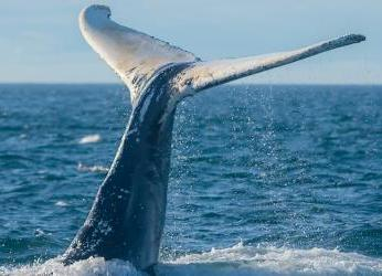 Tratado de Alta Mar: una noticia esperanzadora para la salud de...