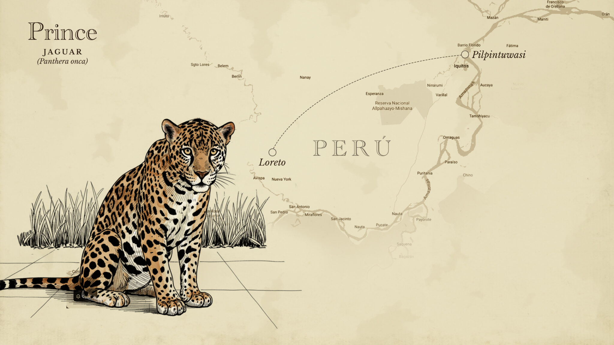 jaguar peru horizontal 2048x1152 98320