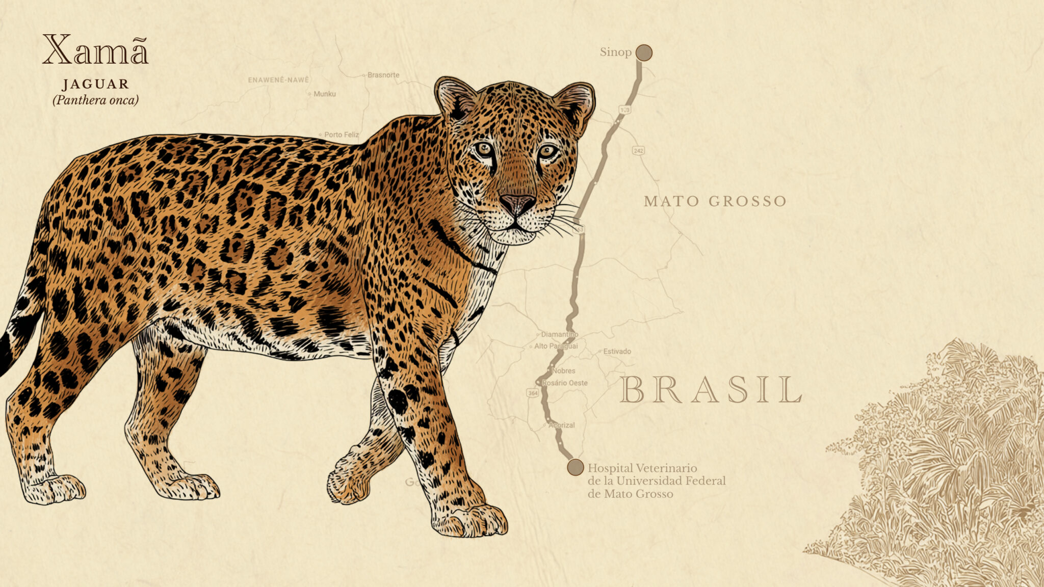 jaguar brasil horizontal 2048x1152 d6a1d