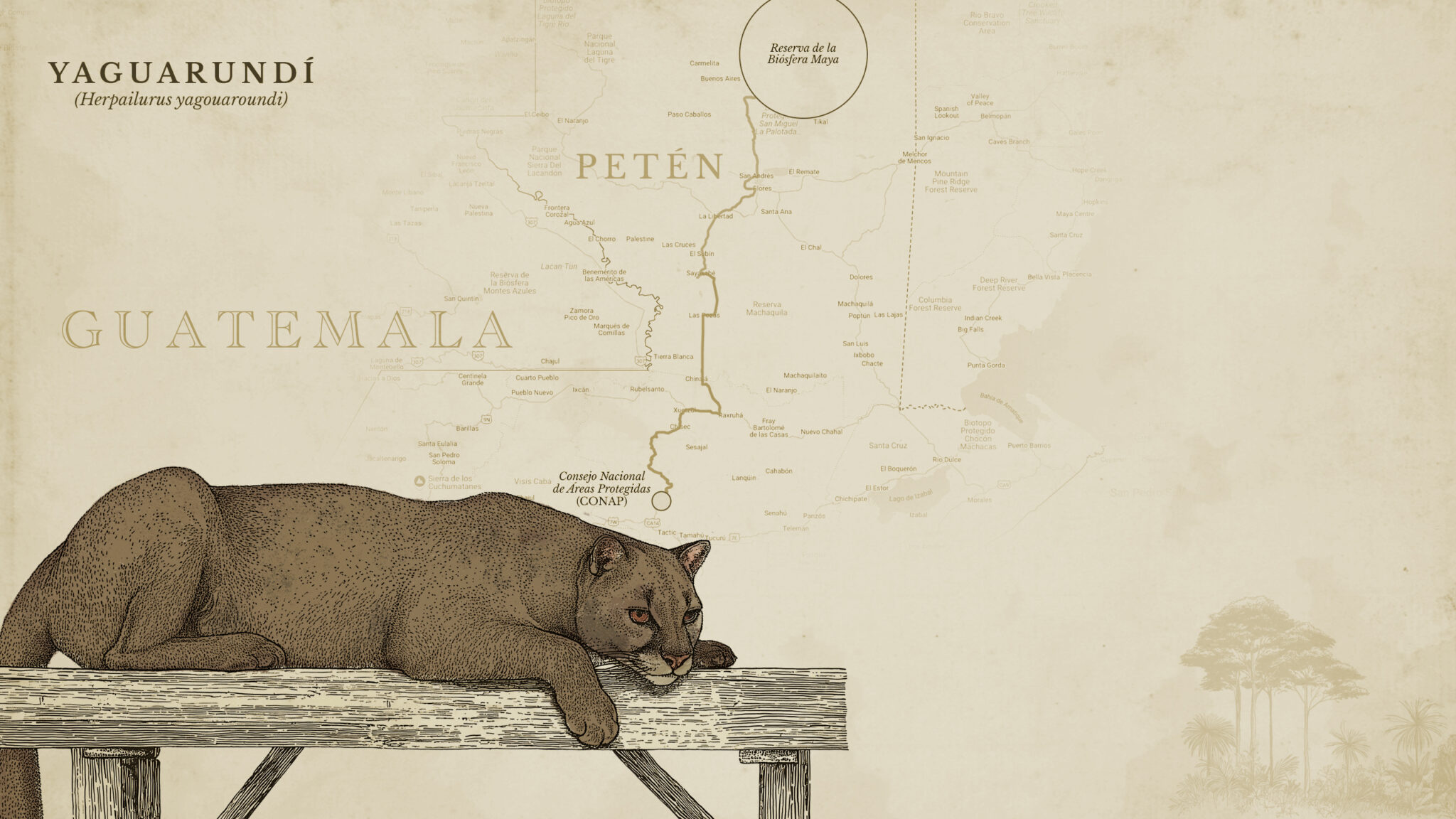 yaguarundi guate horizontal 2048x1152 5cdb7